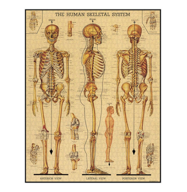 Cavallini & Co - Skeletal System 1000 Pce - Vintage Puzzle – The ...