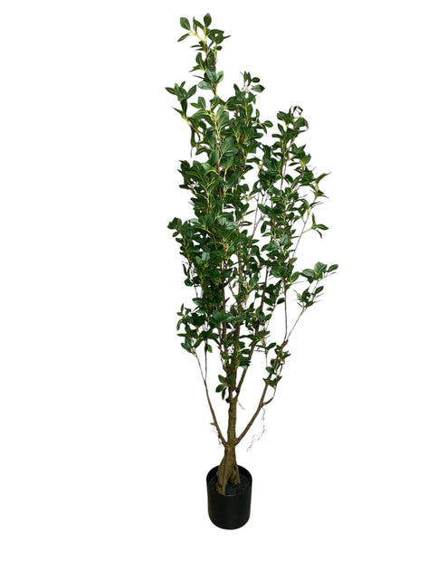 Mini Ficus Tree – The Interiors Barn