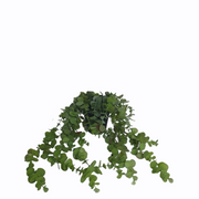 PhotoRoom-20210512_120207_ba7286eb-f082-46e7-9937-1242f6d82860.png