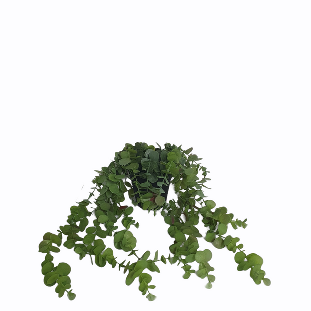 PhotoRoom-20210512_120207_ba7286eb-f082-46e7-9937-1242f6d82860.png