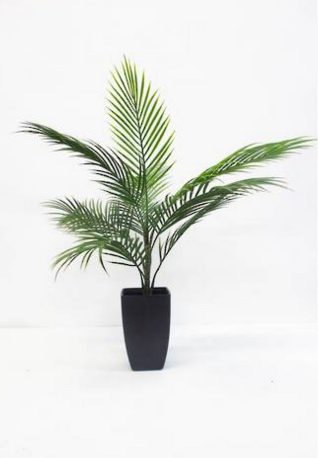 areca palm new zealand Potted Areca Palm – The Interiors Barn