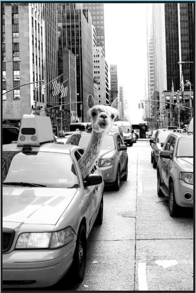 Taxi_f15d1c8c-a533-45d9-9288-afa7cefaa44b.png
