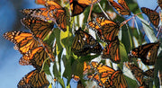 monarch_1024x1024.jpg